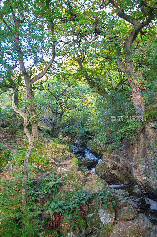 在一个阳光明媚的秋日，艾拉·贝克(Aira Beck)穿过英格兰湖区的树林